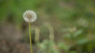 Dandelion, Merri Creek